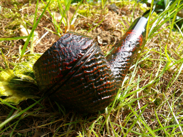 Preview: Estate - Ascorti - Nr.116