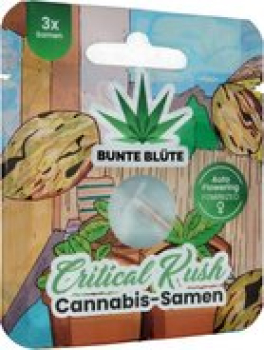 Bunte Blüte THC Cannabissamen Critical Kush Auto Flowering, 3 Samen