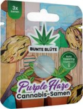Bunte Blüte THC Cannabissamen Purple Haze Auto Flowering, 3 Samen