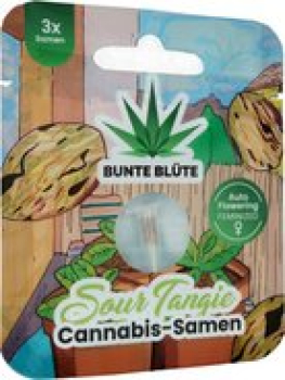 Bunte Blüte THC Cannabissamen Sour Tangie Auto Flowering, 3 Samen