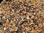 TAK - Fire Brown -25gr.