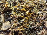 TAK - Old Louisiana Mixture - 100gr. Dose